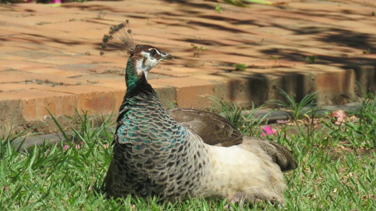 Dwaleni Farm Lodge Matsapha Εξωτερικό φωτογραφία